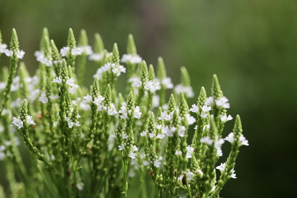Verbena