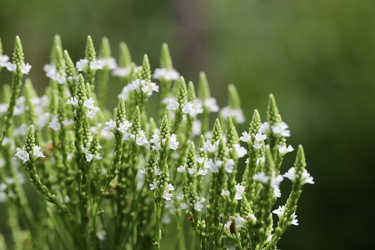 Verbena